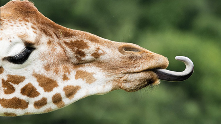 Vorschaubild für Giraffes
