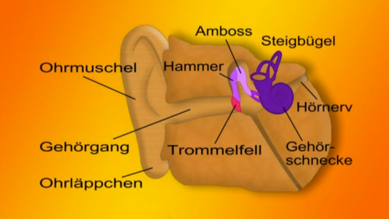 Vorschaubild für Sinne