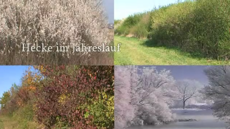 Vorschaubild für The Hedge in the Course of a Year