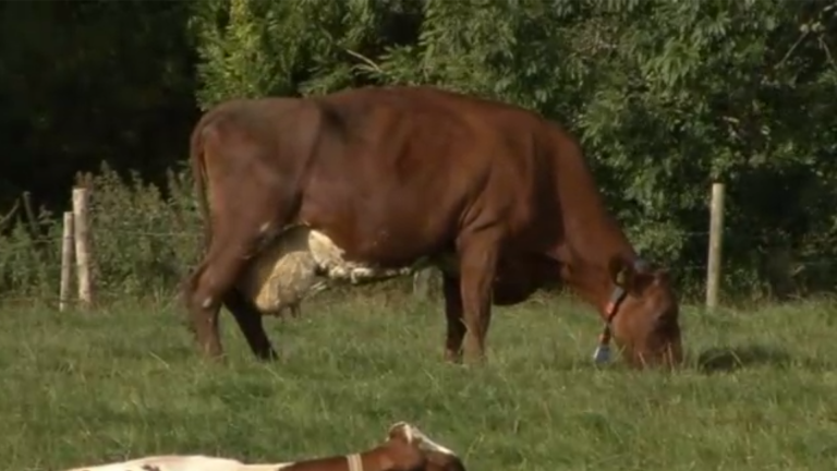 Vorschaubild für Milch