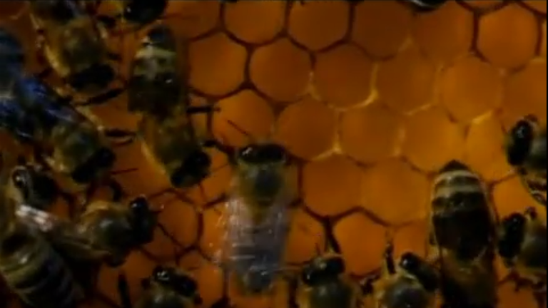 Vorschaubild für Die Honigbiene