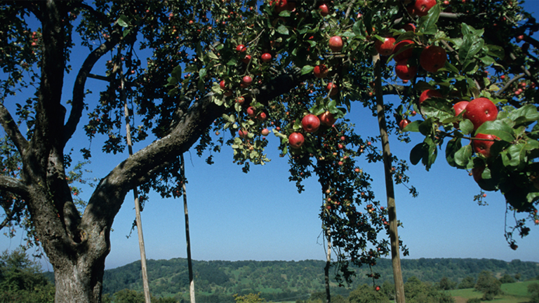 Vorschaubild für Domestic Fruit Species