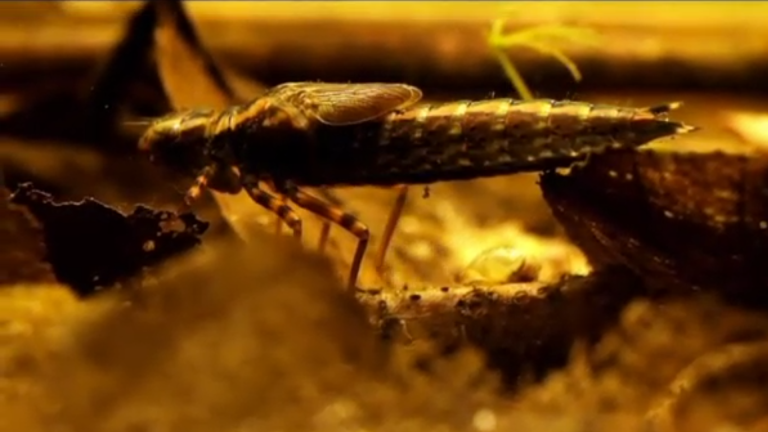 Vorschaubild für Ecosystem Lake