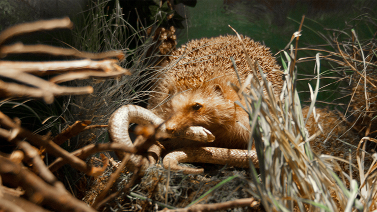 Vorschaubild für The Hedgehog