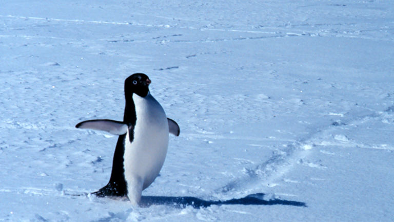 Vorschaubild für Penguins