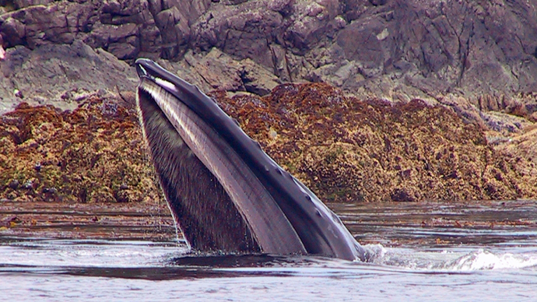 Vorschaubild für Wale