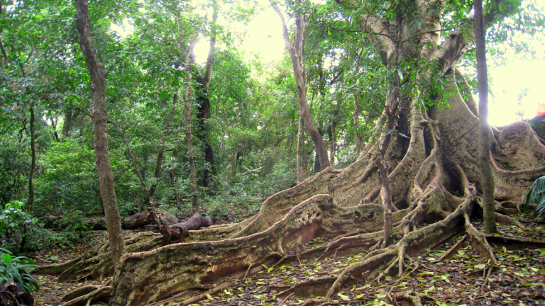 Vorschaubild für Amazon Basin