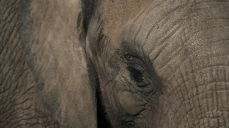 Vorschaubild für Elephants