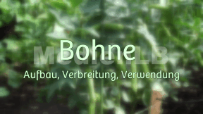 Animiertes Vorschaubild für Bohne34
