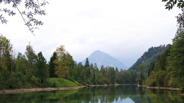 Vorschaubild für Auwald