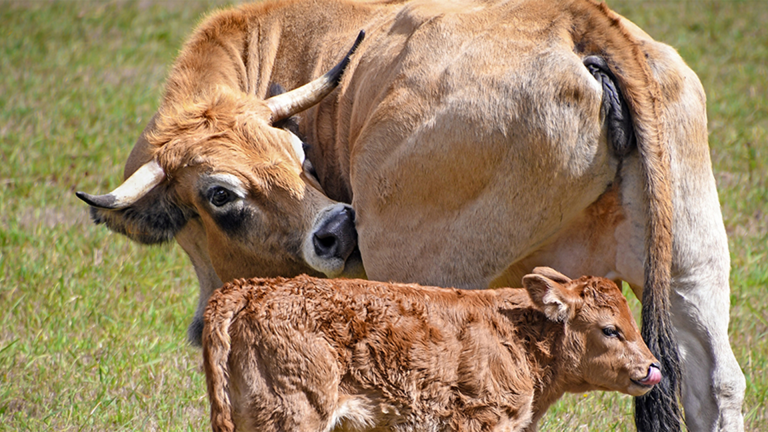 Vorschaubild für Cattle