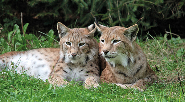 Vorschaubild für Luchs und Wildkatze