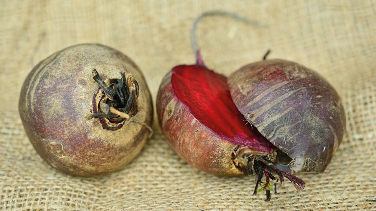 Vorschaubild für Rote Bete